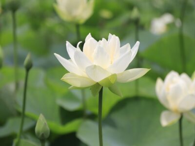 white lotus